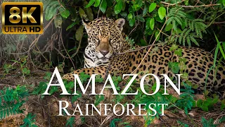 Amazon Rainforest 8K ULTRA HD | Wild Animals In Amazon Jungle