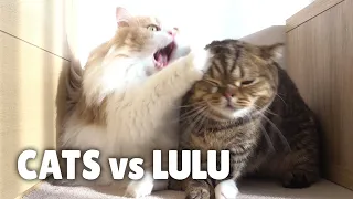 Cats vs LuLu | Kittisaurus