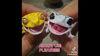 FAT TAIL LEOPARD GECKO Gashapon by Bandai. #bandai #gashapon #unboxing #toyreview