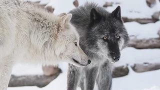 Wolf Brothers Play in the Snow