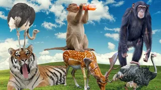 _. Cute Little Animals: Parrot, Squirrel, Goat, Zebra, Crocodile, Peacock...| Wildlife Videos