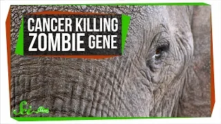 A Zombie Gene Keeps Elephants from Getting Cancer | SciShow News