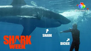 Dickie Chivell's SCARIEST Shark Week Moments! | Air Jaws | discovery+