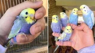 Baby Animals 🔴 Funny Parrots and Cute Birds Compilation (2021) Loros Adorables Recopilación #3