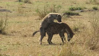 Hyenas mating in the Serengeti - Part 2