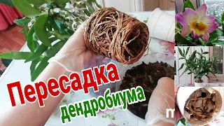 ДЕНДРОБИУМ НОБИЛЕ ПЕРЕСАДКА. Пересадить дендробиум проще простого!)