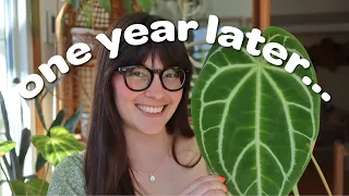 Anthurium Haul Update... ONE YEAR LATER!