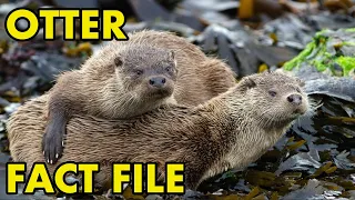 Eurasian Otter: Fact File (British Wildlife Facts)
