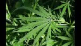 resistencia suburbana  por cultivar marihuana