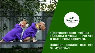 «Гиперактивная собака и «Бананы в ушах» - что это и как с этим бороться?