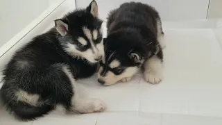 Husky Puppies From Birth to 2 Months