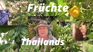 Thailand Ausgewandert. Exotische Früchte und verschiedene Bananen auf Uwes Farm in Thailand.