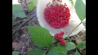 Костяника (Rubus saxatilis). Сбор костяники. Костяника и плоды ландыша. Июль 2017
