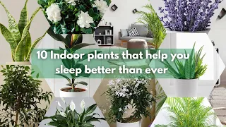 10 Indoor plants that help you sleep better than ever | Houseplants that induce sleep