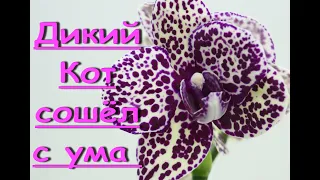 ФАЛЕНОПСИС "Дикий Кот" СОШЁЛ С УМА.Орхидея phal. 'Wild Cat'.