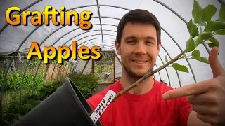 Grafting Apple Trees Onto Root Stock