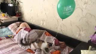 Котик поздравляет с Днем рождения!