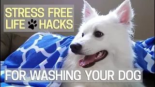 How to Wash Your Dog without the Stress 🐶Best Tricks I Found