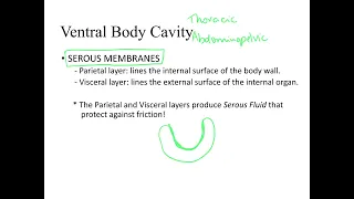 Dr. Benaduce: Summary Body Cavities + Parietal & Visceral Serous Membranes