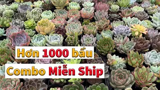 Lô sen bầu đồng giá 12k | succulent Gia Nghia