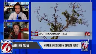 Take 6: Spotting zombie trees