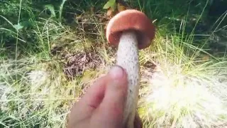 1 августа Вышли за грибами спустя три дня Много грибов!