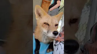 Viktor the lap fox