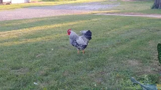 rooster crows normal and slow motion