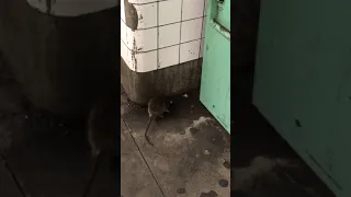 Rat in ny city subway