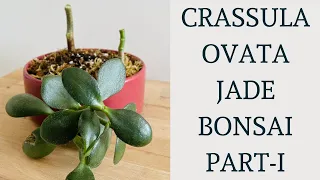 How to make Crassula Ovata Jade Bonsai? #shorts