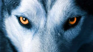 Unlocking Wolf Secrets: Unraveling the Enigma of Nature's Apex Predators 🐺🌲