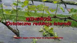 WINOROŚL - Ostateczna redukcja latorośli. - Winnica Cisowa 2024 05 05