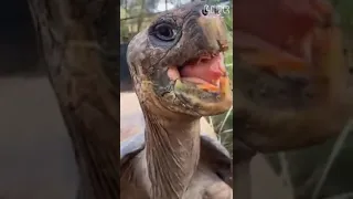 TO Be continued funniest animal videos