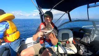 Waterhouse Island Gummy Shark and Big Flathead Fishing Tasmania 05.05.2024