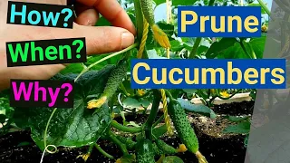 How? When? Why? Prune Cucumbers High Yields Maximum Production Small Spaces... Simple and  Easy