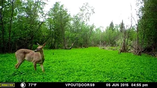 Knowing When NOT To Mow Your Clover Food Plots