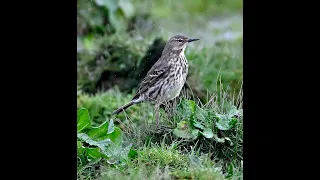 more clips from my travels in my local area including a couple great spotted woodpeckers March 24..