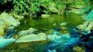 The space of Forest Stream is beautiful, the sound of birds chirping on the gurgling stream