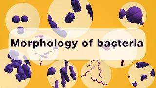 Морфологія / Форми бактерій | Morphology / Shapes of Bacteria