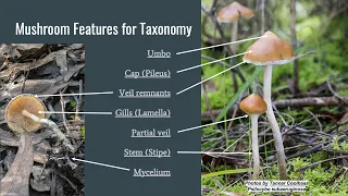 Caine Barlow - Australian Psilocybe and their Lookalikes