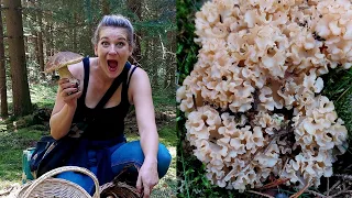 Nedělní houbaření opět v topu! Máme plné košíky krásných kousků...#houby #houbaření #mushrooms