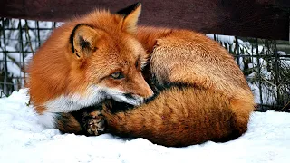 How do foxes use their tails?