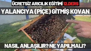 Yalancıya (Piçe) Gitmiş Kovan Nasıl Anlaşılır? Ne yapılmalı? ÜCRETSİZ ARICILIK EĞİTİMİ 12.DERS