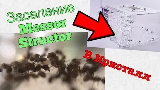 Заселение Messor Structor в Кристалл