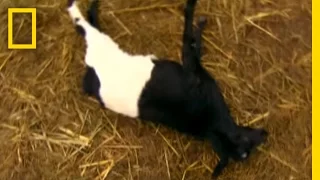 Fainting Goats! | National Geographic