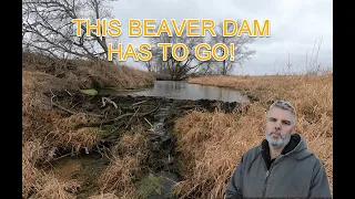 Beavers have invaded our land.  What shall we do?