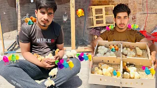 Colourful Chicks Ki Puri Shop Khareed Li 😍