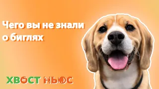 Чего вы не знали о биглях