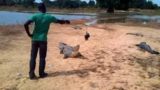 Visiting the sacred crocodiles of Bazoulé, Burkina Faso