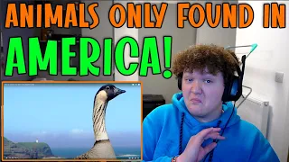 British Guy Reacts To 25 US Animals You Won't Find Anywhere Else!